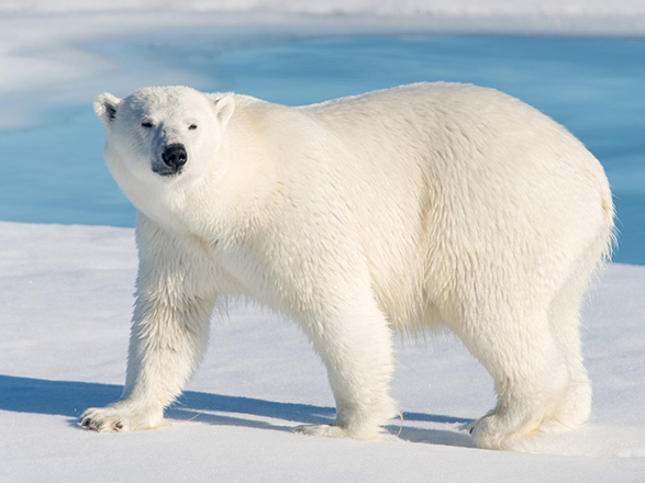 Escale Arctique (Banquise)