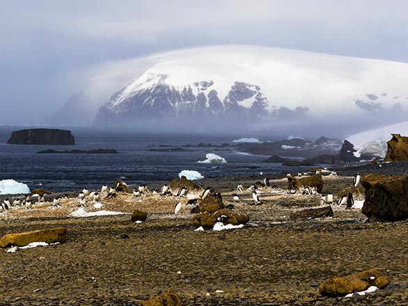 escale,Brown Bluff (Antarctique)-Antarctique_zoom,AQ,ZZZ,38132.jpg