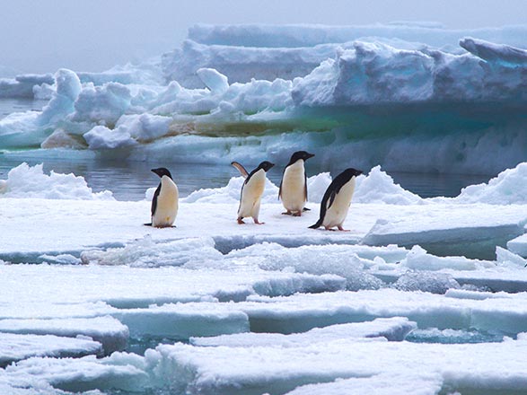 escale,Brown Bluff (Antarctique)-Antarctique_zoom,AQ,ZZZ,38133.jpg