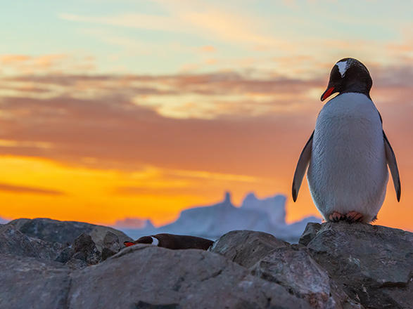 Escale Antarctique (Ile Charcot)