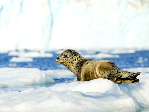 escale,College Fjord-États-unis_zoom,US,FJD,520319.jpg