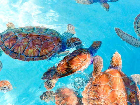escale,Costa Maya-Mexique_zoom,MX,CMY,71992.jpg