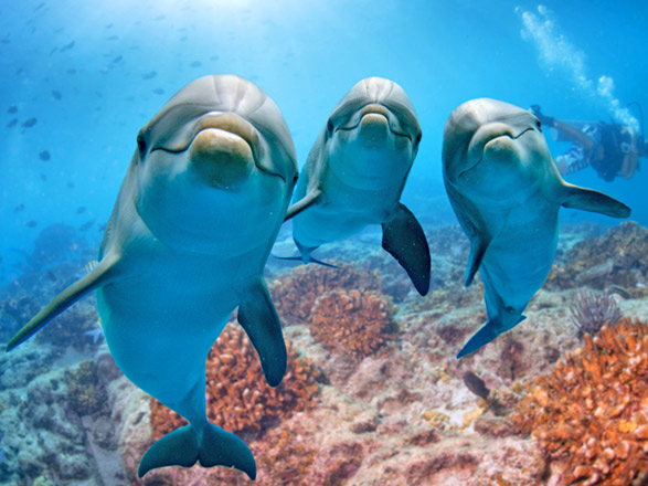 escale,Cozumel-Mexique_zoom,MX,CZM,72043.jpg