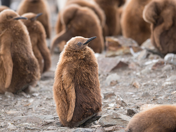 escale,Deception Island-Antarctique_zoom,AQ,DEP,34481.jpg