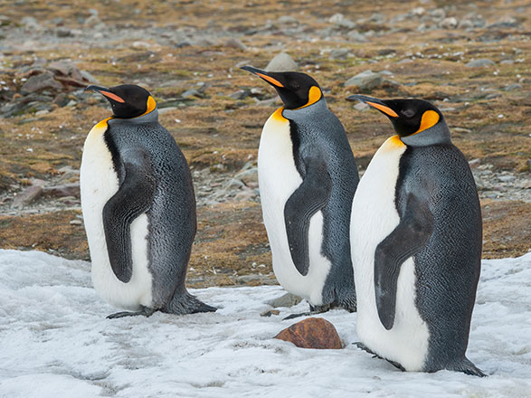 escale,Deception Island-Antarctique_zoom,AQ,DEP,34483.jpg