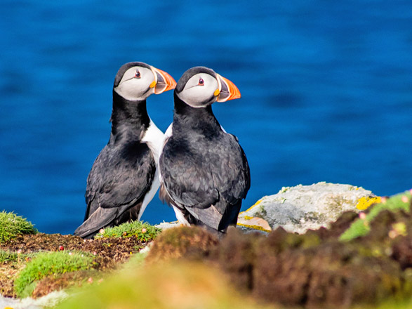 Escale Ecosse (Fair Isle)
