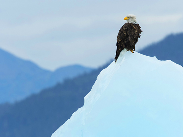 Escale Alaska (Holkham Bay Glacier)