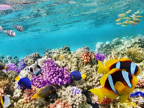 Escale Egypte (Hurghada)