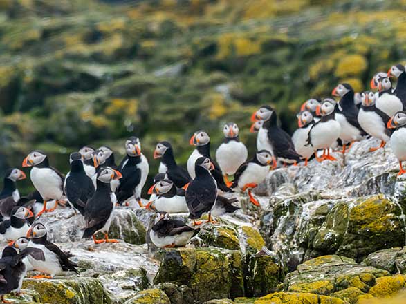 Escale Royaume-Uni (Ile Skomer)
