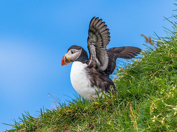 Escale Islande (Ile de Grimsey)