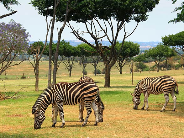 Escale Johannesburg - Kasane - Installation au lodge (Afrique du Sud-Botswana-Namibie)