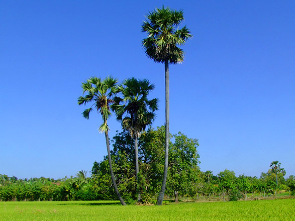 escale,Kampong Tralach-Cambodge_zoom,KH,KPT,46809.jpg