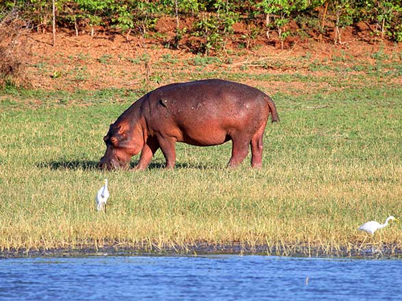 Escale Lodge - Kasane - Kariba