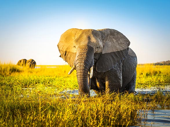 Escale Kasane (Botswana)