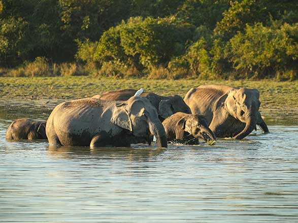 Escale Inde (Kaziranga Parc National)