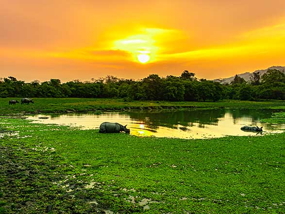 Escale Inde (Kaziranga Parc National)