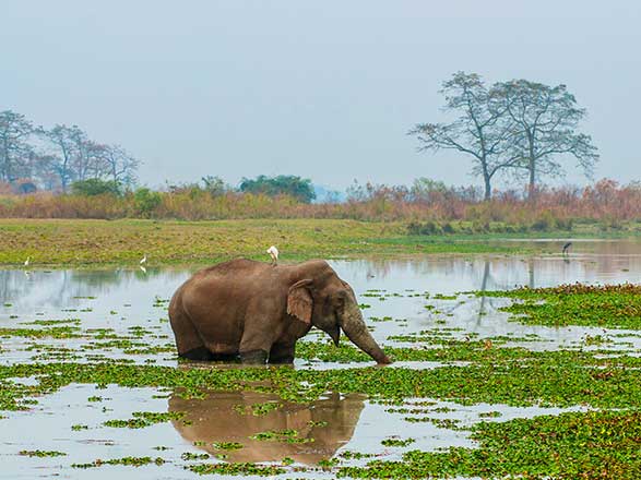 Escale Inde (Kaziranga Parc National)