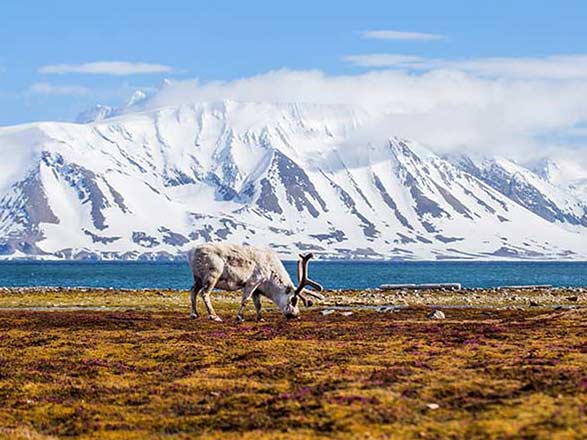 escale,Longyearbyen-Svalbard Et Île Jan Mayen_zoom,SJ,LYR,74165.jpg