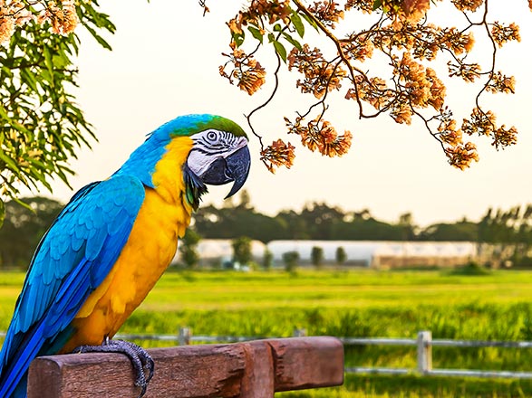 Escale Brésil (Manaus)