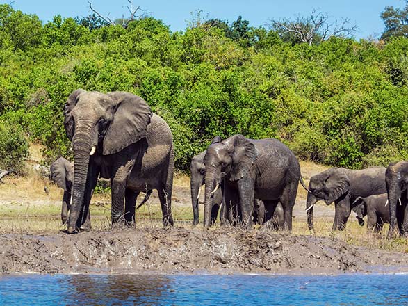 Escale Johannesburg - Kasane - Installation au lodge (Afrique du Sud-Botswana-Namibie)