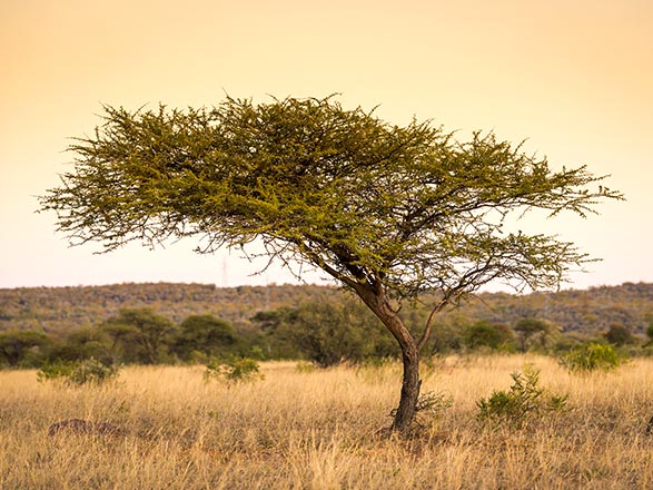 Escale Parc National de Chobé (Namibie-Botswana)