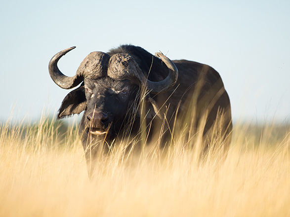 Escale Johannesburg - Kasane - Installation au lodge (Afrique du Sud-Botswana-Namibie)