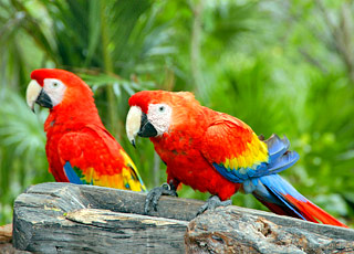 escale,Parc National de Santa Rosa-Costa Rica_zoom,CR,ZZY,8085.jpg