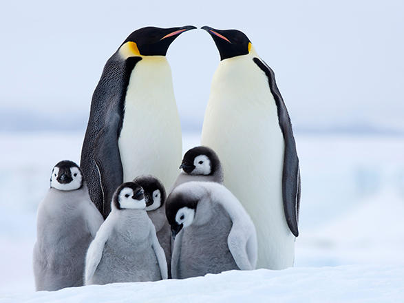 Escale Antarctique (Ile Pourquoi-Pas)