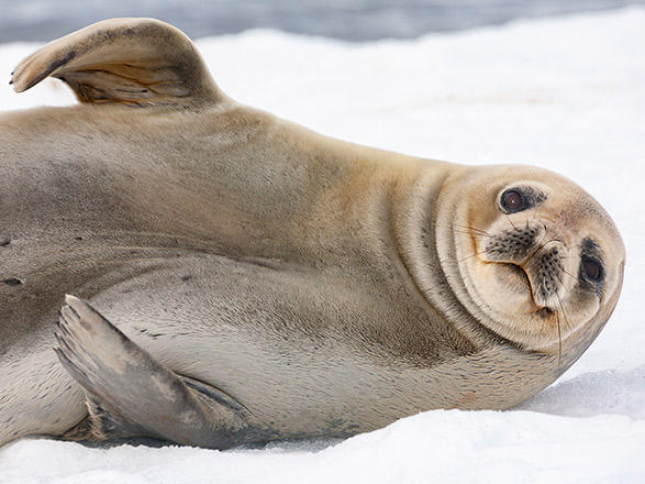 Escale Antarctique (Ile Pourquoi-Pas)