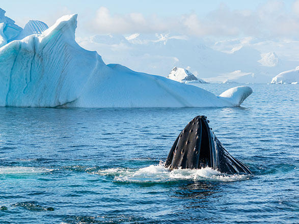 Escale Antarctique (Ile Pourquoi-Pas)
