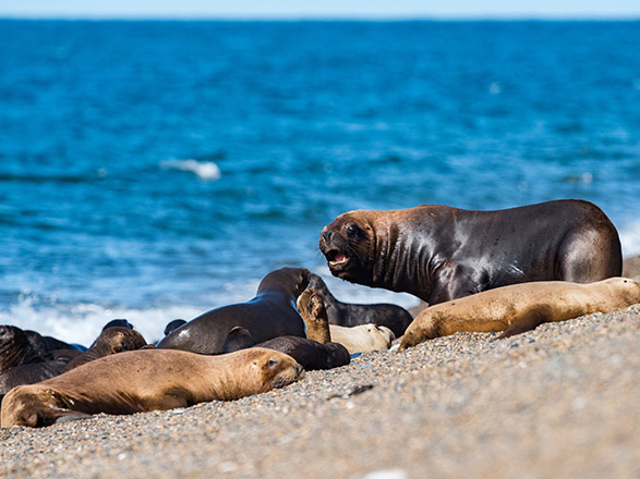 escale,Puerto Madryn-Argentine_zoom,AR,PMY,32813.jpg