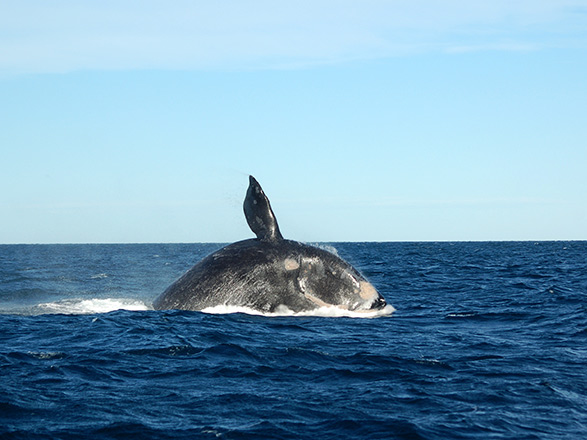 escale,Puerto Madryn-Argentine_zoom,AR,PMY,32815.jpg