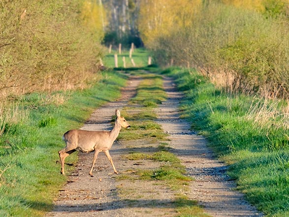 escale,Rühen-Allemagne_zoom,DE,73I,520506.jpg