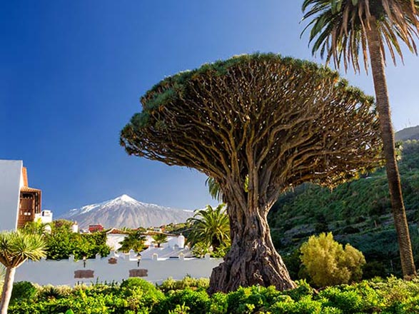 Escale Iles Canaries (Santa Cruz de Tenerife)