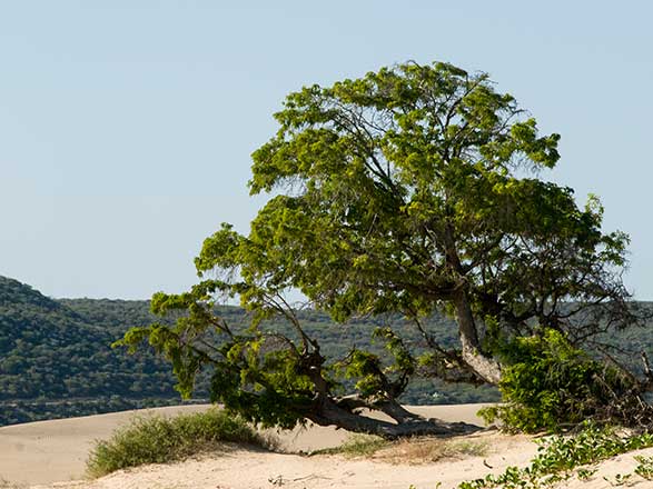 escale,Sarodrano-Madagascar_zoom,MG,SAM,522841.jpg