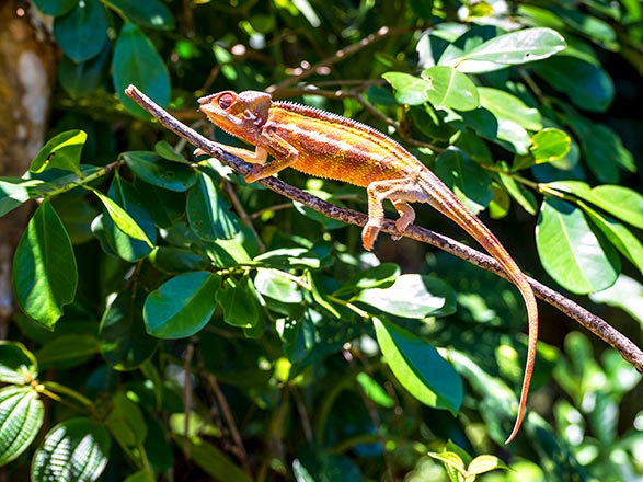 escale,Tamatave-Madagascar_zoom,MG,TMM,38916.jpg