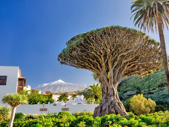 escale,Tenerife-Espagne_zoom,ES,TCI,67495.jpg