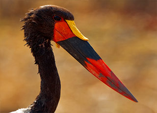 Escale Namibie (Walvis Bay)