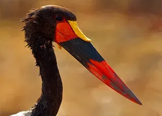 Escale Namibie (Walvis Bay)