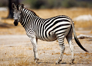 Escale Namibie (Walvis Bay)