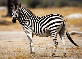 Escale Namibie (Walvis Bay)