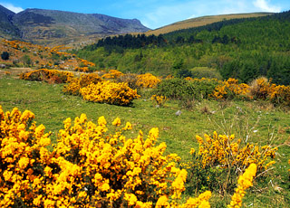 escale,Waterford-Irlande_zoom,IE,WAT,12227.jpg