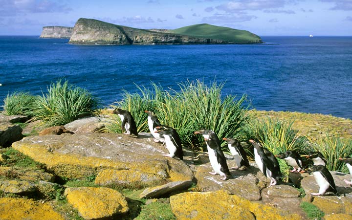 Escale New Island