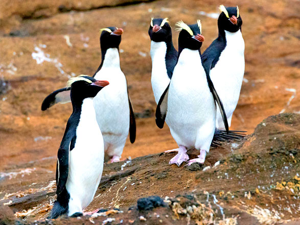 Escale Nouvelle-Zélande (Antipodes Islands)