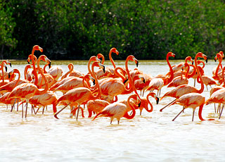 Escale Guinée-Bissau (Archipel des Bijagos)