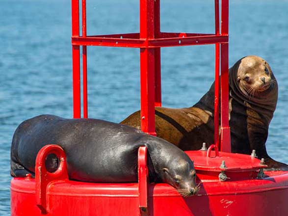 Escale Seattle (Astoria)