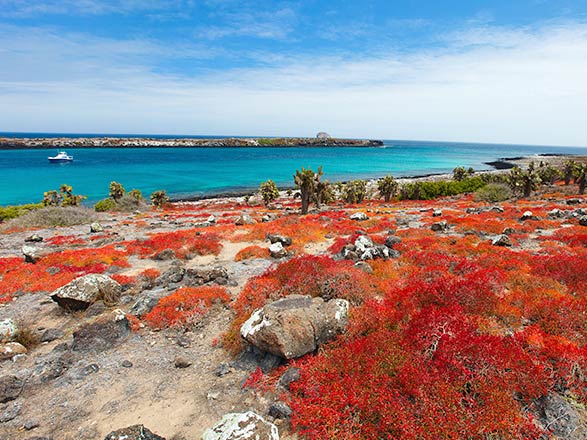 Escale Iles Galapagos (Baltra)