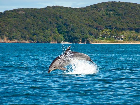 Escale Nouvelle-Zélande (Bay of Islands)