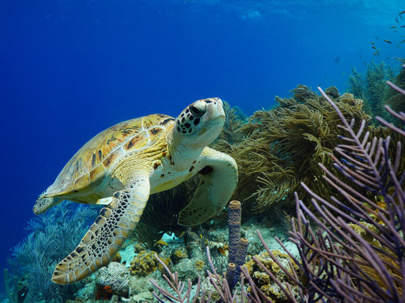 Escale Antilles (Bonaire)