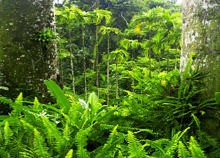 Escale La Dominique (Cabrits)